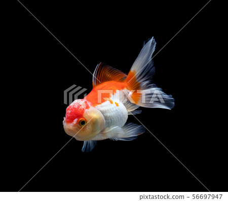 goldfish isolated on a dark black background goldfish isolated on a dark black background 56697947