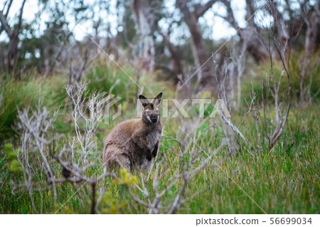 Wild wallaby in forest in Tasmania, Australia. Wild wallaby in forest in Tasmania, Australia. 56699034