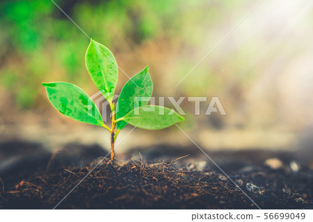 New life of young plant seedling grow in black soil 56699049