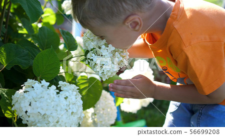 A little cute baby gently enjoys the smell of flowers. The child picks up a flower and inhales its A little cute baby gently enjoys the smell of flowers. The child picks up a flower and inhales its 56699208