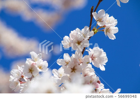 Mukogaoka Park cherry blossom (Fukushima Prefecture, Sakaimachi) Mukogaoka Park cherry blossom (Fukushima Prefecture, Sakaimachi) 56699348