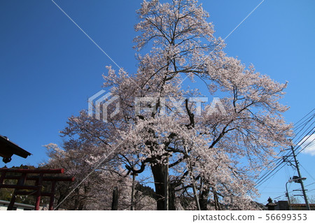 Mukogaoka Park cherry blossom (Fukushima Prefecture, Sakaimachi) 56699353