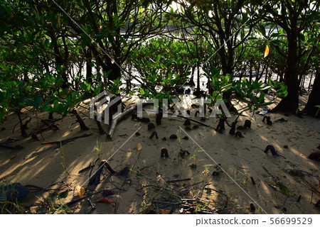 Mangrove swamp Mangrove swamp 56699529