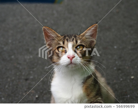 Kitten, stray cat, beauty Kitten, stray cat, beauty 56699699
