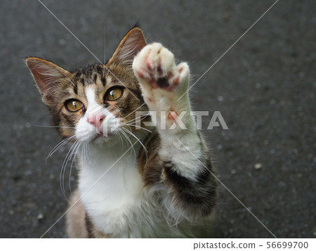 Kitten, stray cat, beauty Kitten, stray cat, beauty 56699700