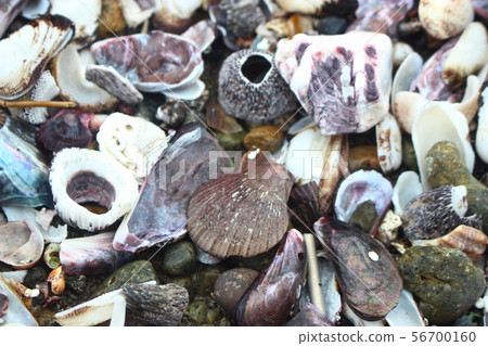 貝殼材料 56700160