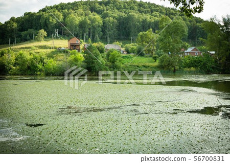 Landscape with swamped lake in the village, Russia. Landscape with swamped lake in the village, Russia. 56700831