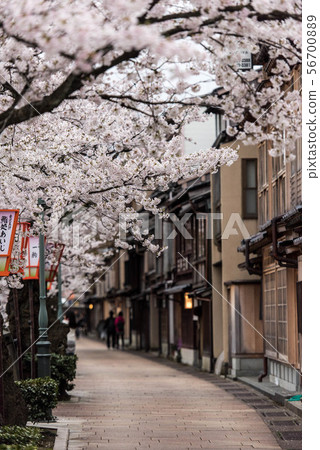Master plan town of cherry blossoms in full bloom Master plan town of cherry blossoms in full bloom 56700889