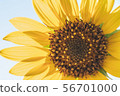 向日葵 56701000