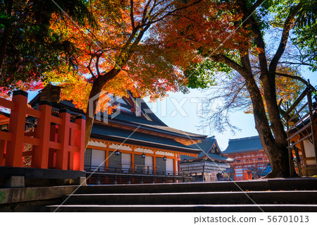 Kyoto Yasaka Shrine main hall and autumn leaves 56701013