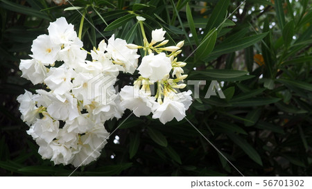 夾竹桃白 白夾竹桃 花園樹 街樹 照片素材 圖片 圖庫 夾竹桃白 白夾竹桃 花園樹 街樹 照片素材 圖片 圖庫