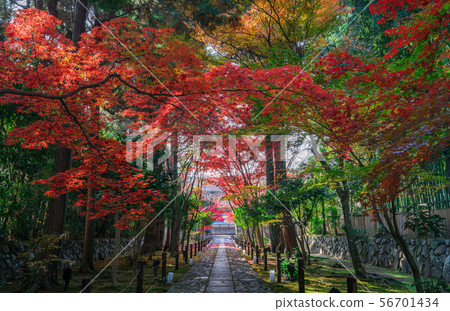 Autumn leaves of Kyoto Kayoin 56701434
