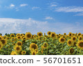 向日葵田 56701651