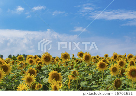 Sunflower field 56701651