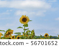 向日葵 56701652