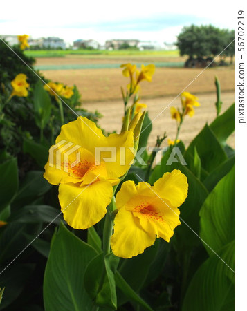 Canna flowers blooming scenery 56702219