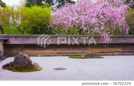 Rocksteady cherry blossoms at Ryoanji temple in Kyoto 56702229