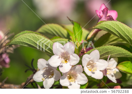 Beautiful vibrant pink Weigela flowers Beautiful vibrant pink Weigela flowers 56702288