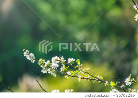 Beautiful branches of a blossoming apple tree Beautiful branches of a blossoming apple tree 56702289