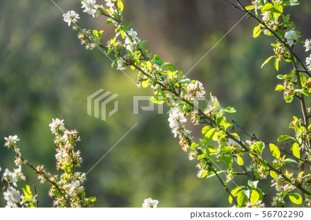 Beautiful branches of a blossoming apple tree Beautiful branches of a blossoming apple tree 56702290