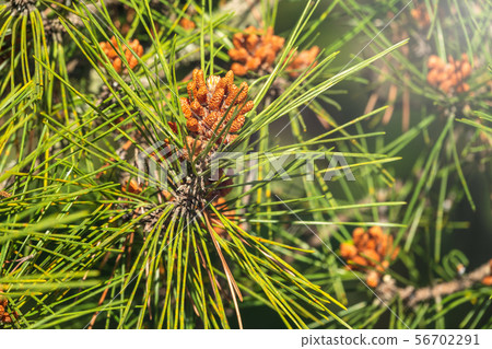 Small pine cones surrounded by needles Small pine cones surrounded by needles 56702291