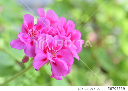 Geranium 56702539