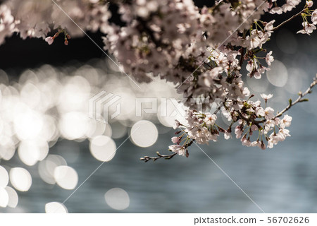 Master plan town of cherry blossoms in full bloom 56702626