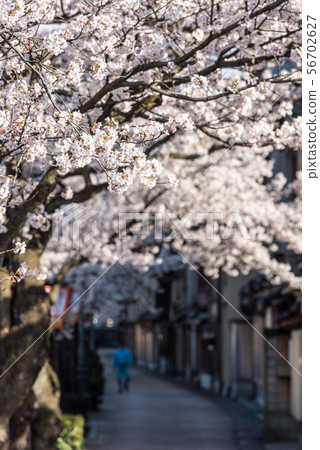 Master plan town of cherry blossoms in full bloom 56702627