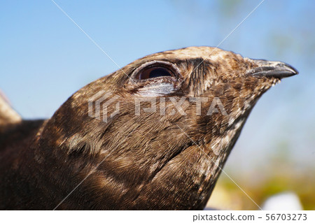 Close-up of head of Caucasian black swift Apus Close-up of head of Caucasian black swift Apus 56703273
