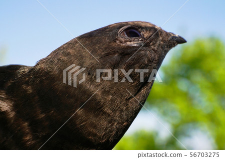 Caucasian black swift Apus apus in blue sky Caucasian black swift Apus apus in blue sky 56703275