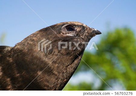 Head of Caucasian black swift Apus apus in flight Head of Caucasian black swift Apus apus in flight 56703276