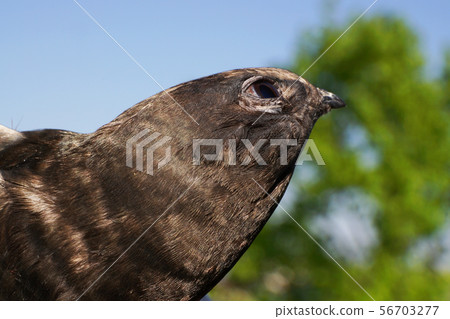 Head of Caucasian black swift Apus apus Head of Caucasian black swift Apus apus 56703277