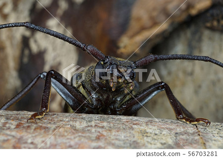 Macro front of body of Caucasian genus Megopis 56703281