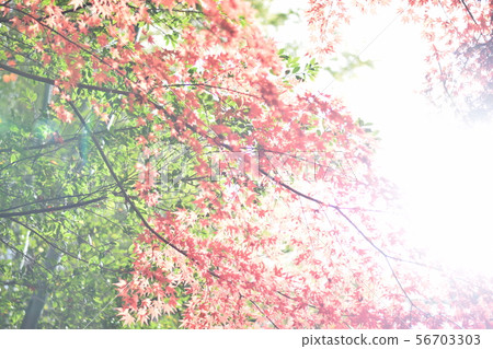 秋葉雪葉子 56703303