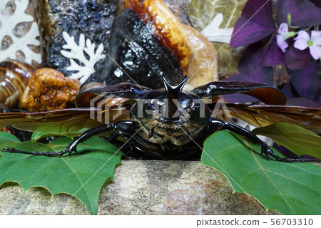 Macro Skarabaeidae rhinoceros beetle on tree 56703310