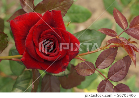 Close up top view of half-open caucasian rose Close up top view of half-open caucasian rose 56703400