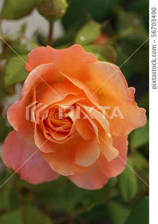 Close-up half-open bright orange tea roses Close-up half-open bright orange tea roses 56703490