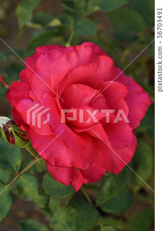 Close up top view of a half-open bright pink rose Close up top view of a half-open bright pink rose 56703491