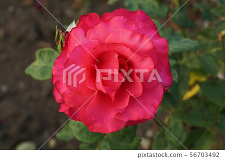 Close up top view of a half-open bright pink roses 56703492