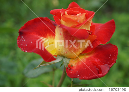 Close-up side view of an orange-red rose flower Close-up side view of an orange-red rose flower 56703498