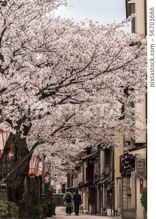 Master plan town of cherry blossoms in full bloom 56703666
