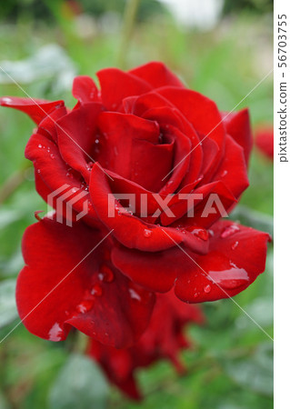 Close-up side view of a red rose flower  56703755