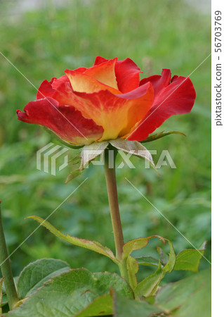 Close-up side view bright orange flower roses 56703769