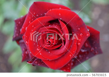 Close-up top view semi-open bright red flower rose Close-up top view semi-open bright red flower rose 56703815