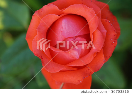 Close up top view semi-open bright pink roses Close up top view semi-open bright pink roses 56703816
