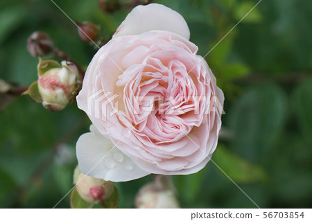 Close-up view of a flower bud of tea-rose Close-up view of a flower bud of tea-rose 56703854