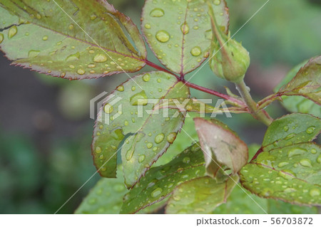 Close-up view of lepeskov and rosebud after rain 56703872