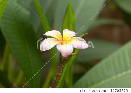Tropical white frangipani flower on green leaves background. Close up plumeria tree. Tropical white frangipani flower on green leaves background. Close up plumeria tree. 56703873