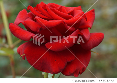 Close-up side view of a red rose petals 56703878