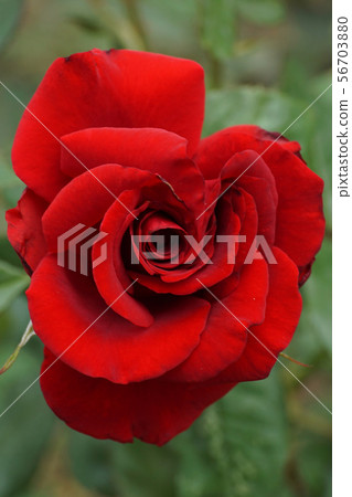 Close up of red spiral Caucasian rose flower  56703880